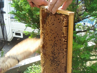 ほうきでハチを掃います。